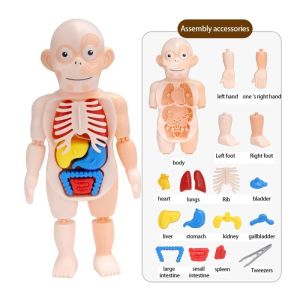 Mainan Edukasi Anak Model Organ Tubuh Manusia Dokter Kecil Human Body