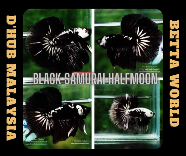 D'Hub Halfmoon Black Samurai betta / Ikan Laga HM Halfmoon Black ...