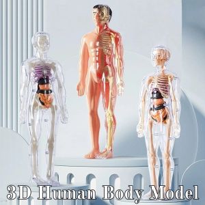 3D Transparent Human Body Anatomy Model Toys Removable Simulation Human Bone Organ Learning Tool
