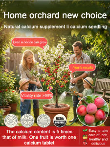 Natural Calcium Supplement Fruit Tree Seedlings For Bone Health And Density Garden Planting Teenagers And Elderly