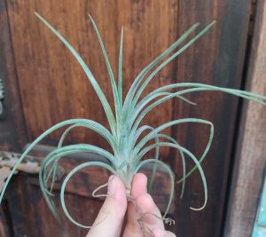 Tillandsia Humbug (Open form) Ionantha x Paucifolia/ 空气凤梨- 紅女王頭  x 精灵/ 空气草 - 紅女王頭  x 精灵
