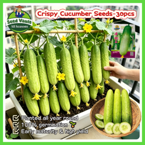 100% Legit High Germination 30pcs Crispy Cucumber Seeds for Planting Vegetable Plants High Yield Bonsai Poinsett Cucumber Seeds for Sale Pipino Cucumber Vegetable Seeds for Gardening Cucumber Live Plant Matipuno Cucumber Seedlings Japanese Cucumber Seeds
