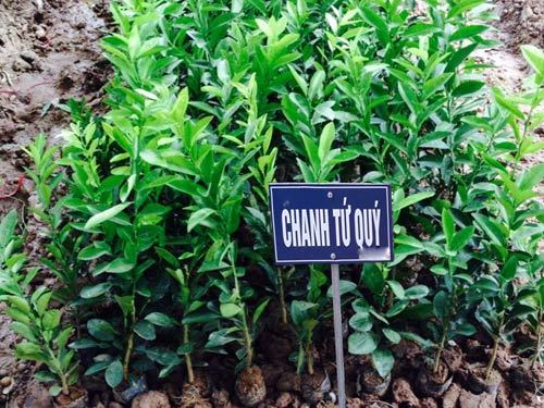 C%C3%82Y%20GI%E1%BB%90NG%20CHANH%20KH%C3%94NG%20H%E1%BA%A0T%20D%C3%92NG%20QU%E1%BA%A2%20CH%C3%99M%20SI%C3%8AU%20N%C4%82NG%20SU%E1%BA%A4T,%20CAM%20K%E1%BA%BET%20GI%E1%BB%90NG%20CHU%E1%BA%A8N%20-%20Image%204