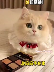 MeowMart Pet Lace Bow Scarf Adjustable Cat Puppy Collar Pendant Princess Style Jewelry Cat Tie Bell Necklace
