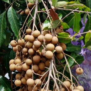 Bibit Kelengkeng Puangray OKULASI Super