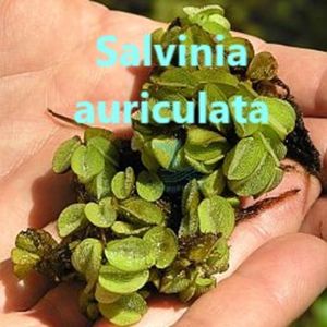 Floating plant frogbit fluitans cucullata auriculata duckweed indoor grown parasite free happyfishlife