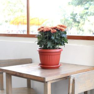 POT BUNGA TANAMAN PLASTIK CLARIS FLORENCE 5818 MERAH BATA + TATAKAN BAWAH