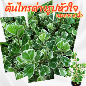 ต้นไทรด่าง สาริกาด่างรูปหัวใจ กระถาง 6 นิ้ว(ขั้นต่ำ 2 ต้น)(คละชนิดอื่นได้)