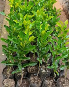 OKULASI Bibit Jeruk Purut ASLI Super Genjah Murah