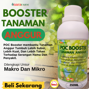 Pupuk buah super lebat Pupuk anggur cepat berbuahPupuk penyubur tanaman buah anggur Boster anggur