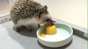 (1unit 1 order)Hedgehog / Hamster / Squirrel Cage - Random Color (Only cage)