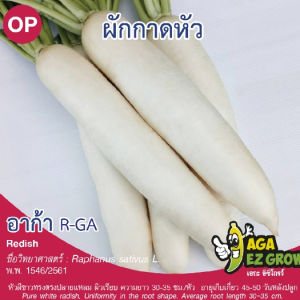 เมล็ดพันธุ์ ผักกาดหัวอาก้า (ถุงใหญ่)