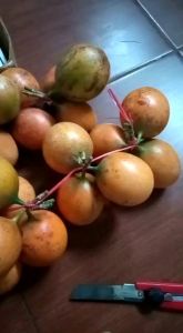konyal hutan manis madu fresh 1 kg