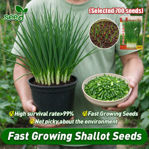 [Selected Seeds 700pcs] High Yield Four Seasons Shallot Seeds for Planting Vegetables Plants Balcony Potted Shallots Seeds Organic Vegetable Seeds for Gardening Bonsai Shallot Seeds Chive Spring Onion Plant Seeds Green Onion Seeds Live Veggie Seeds