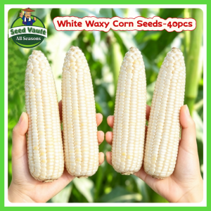 Fast Growing 40pcs Sweet Glutinous White Corn Seeds for Sale Fresh Organic Fruit Corn Seeds for Planting Vegetables High Yield White Waxy Corn Seeds F1 Hybrid Mais Ng Halaman Vegetables Seeds for Gardening Balcony White Lagkitan Corn Seedlings Corn Plants
