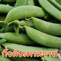 ถั่วลันเตาหวาน 15 เมล็ด (10 เเถม 1 คละได้). 