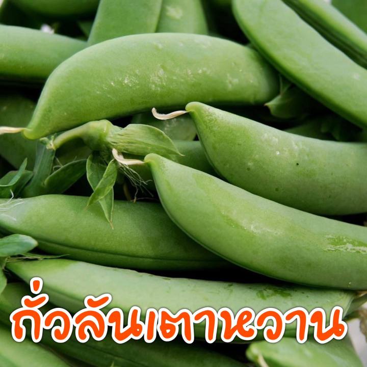 ถั่วลันเตาหวาน 15 เมล็ด (10 เเถม 1 คละได้)