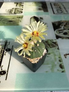 แคคตัสแอสโตรไฟตัม แอสทีเรียส (Astrophytum Asterias) หัวกลมใหญ่ หลากหลายชนิด หลายสไตล์ กว้าง 3-7 cm