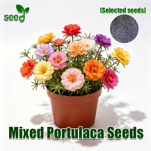 [Selected Seeds] 800pcs/pack Authentic Portulaca Seeds Mixed Portulaca Flower Seeds Double Petals Moss Rose Flower Seeds for Gardening Ornamental Potted Portulaca Live Plants Bonsai Seeds for Planting Flowering Plants Seeds Real Plants Garden Decor