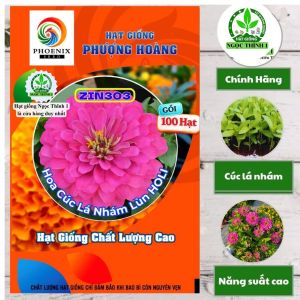 Hạt Giống Cúc Lá Nhám Lùn Holi ZIN303 (hồng) PHƯỢNG HOÀNG (Gói 100 hạt) - Date mới Tết 2027
