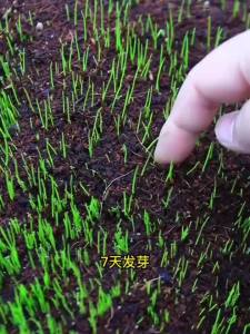 超矮剪股颖不修剪草坪草皮种子地毯草种草籽四季常青庭高尔夫矮生