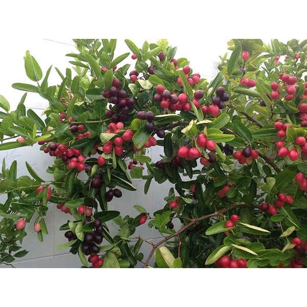 Cây Siro vừa ăn quả, vừa làm cảnh cực đẹp, quả quanh năm -cây giống lớn ...