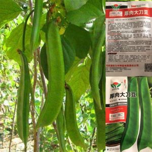【耐热大扁豆】大红豆种子巨型大扁豆种籽巴豆种巴西豆四季蔬菜爬藤豆角种籽