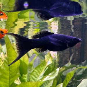 🖤 Black Molly Lyretail – Premium Fancy Molly Fish 🖤
