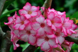 เมล็ด ชวนชมสายดอกดก บางคล้าวังก้านเหลือง