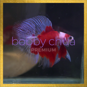 Premium Betta Fish / Ikan Laga/ Kindly DM for Your Pick