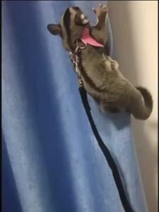 4Pcs Small Pets Chest Strap Hamster Squirrel Leash Anti Bite Traction Rope Sugar Glider Windproof Special Anti Lost Rope my蜜袋鼯牵引绳荷兰猪仓鼠外出绳出门外带绳防丢防飞防上树遛鼠神器用品