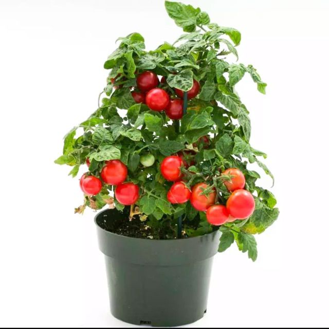 Malaysia Stock Bernih Tomato Mutiara Merah（Pokok Pendek）Seed Red Pearl ...