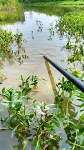 Essen Super Campuran Umpan Cair Ikan Pemikat Segala Jenis Ikan dan Segala Jenis Medan dan Cuaca