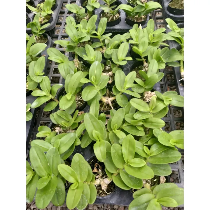 kie%20phi%20%C4%91i%E1%BB%87p%20r%E1%BB%ABng%20l%C3%A1%20m%C3%ADt%20h%C3%B2a%20b%C3%ACnh%20-%20Image%207