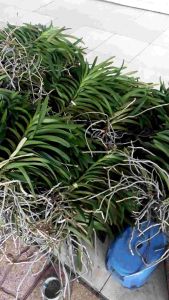 Combo 7 Cây Lan Giống Mokara(cao 20-30cm) 6 màu ĐỏTímVàngHồngCamTrắng