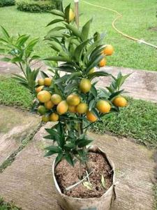 Bibit Tanaman Jeruk Nagami jeruk imlek