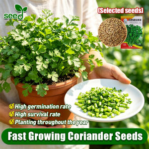 [Selected Seeds 300pcs] Heat Tolerant Coriander Seeds for Planting Vegetables (Fast Growing Seed) F1 Organic Cilantro Leaves Fresh Veggie Seeds Wansoy Coriander Seeds Indoor Garden Balcony Potted Cilantro Live Plant Bonsai Vegetable Seeds for Gardening
