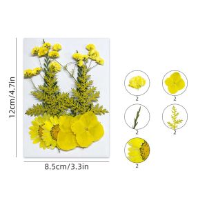 Bunga Kering Asli Set/Pressed Flower Mixed Natural Dried Flowers/Pressed Flower Diy Decortopping Resin Hiasan Pigura