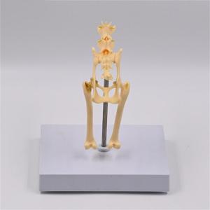 โมเดลกระดูกกระดูกเชิงกรานของแมว1:1แสดงให้เห็นถึงแมวหุ่นโครงกระดูกแมว Alat Peraga Mengajar ใช้งานได้จริงโมเดลกายวิภาค