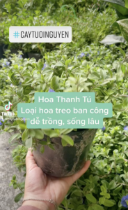 CÂY GIỐNG HOA THANH TÚ (cao 20cm) Cây cảnh dễ trồng GIÁ RẺ nở quanh năm Cây Tươi Nguyên CTN0300