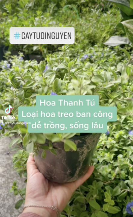 CÂY GIỐNG HOA THANH TÚ ,(cao 20cm), Cây cảnh, dễ trồng GIÁ RẺ, nở quanh ...