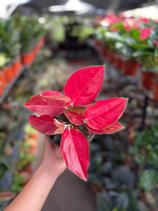 Aglaonema Suksom Jaipong | Lazada PH
