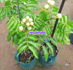 Bibit Kelengkeng Matalada Okulasi Super Cepat Berbuah