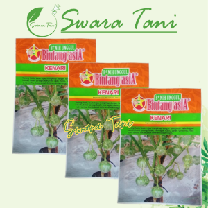 Benih Terong Lalap Hijau KENARI 10gr Bintang Asia 100% Original