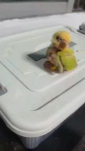 15 cái băng chân gà con băng chân gia cầm cho gà con mới nở chim cút vịt vẹt từ 1 đến 3 ngày 3 kích cỡ