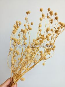 สาคูทิพย์ ดอกไม้แห้ง ดอกไม้แต่งบ้าน แต่งสวน DIY พร้อพถ่ายรูป