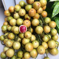 BUAH LANGKA..Bibit Buah Cacil Kecacil/Kepundung Siap Tanam Termurah. 