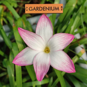 Umbi Bunga Rain Lily Summer Chill - Rainlily Zephyranthes Hybrid