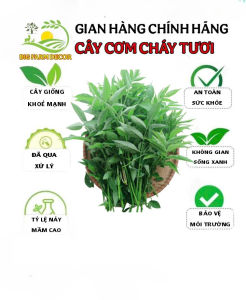 1kg cây cơm cháy tươi hữu cơ
