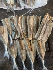 Ikan Kering Asin Barakuda Sirip Hitam Ikan Laut Blackfin Barracuda Ikan Asin Keling Hijau Ikan kering Keling